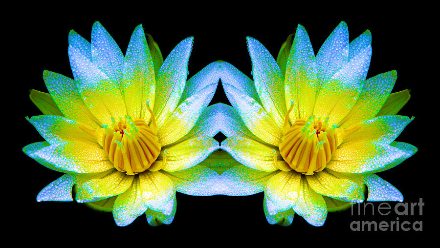 Flower Photograph - Neon Glow Mirrored Water Lilies by Rose Santuci-Sofranko