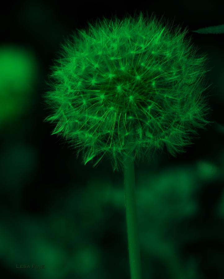 Neon Green Dandolion Photograph by Lesa Fine