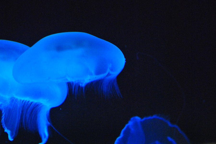 Neon jelly blue Photograph by Frank Larkin