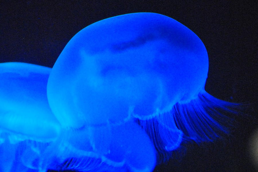 Neon jelly blue II Photograph by Frank Larkin