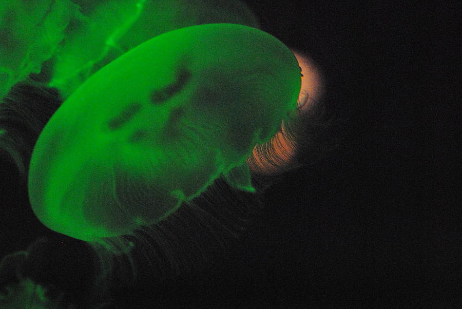 Neon jelly green Photograph by Frank Larkin