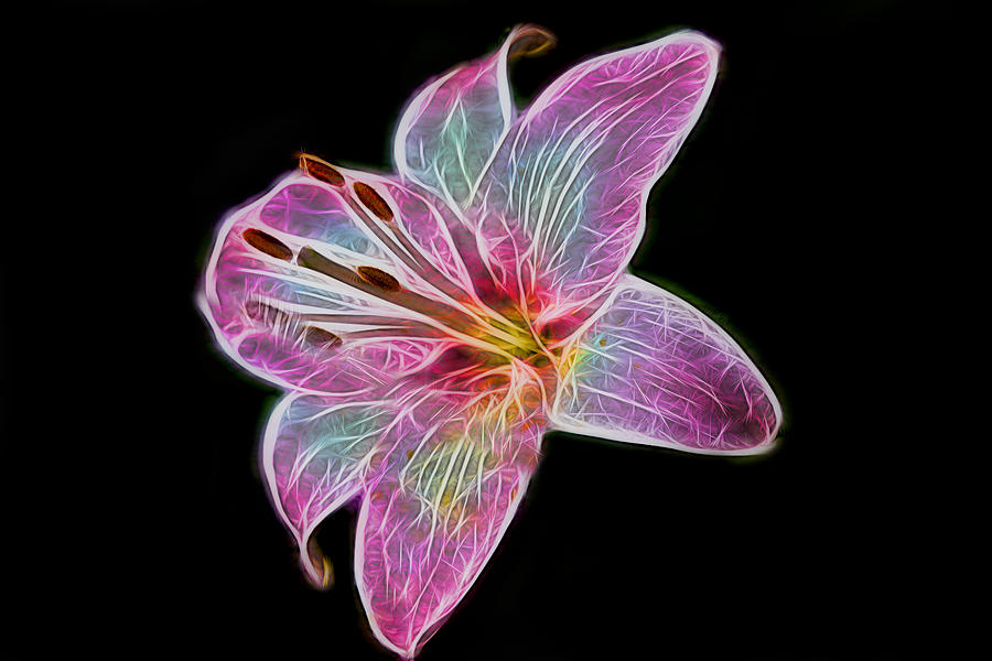 Neon Lily Photograph by Sharon McConnell