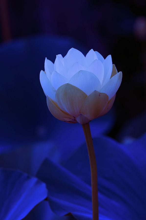 Neon Lotus Photograph by Carolyn DAlessandro