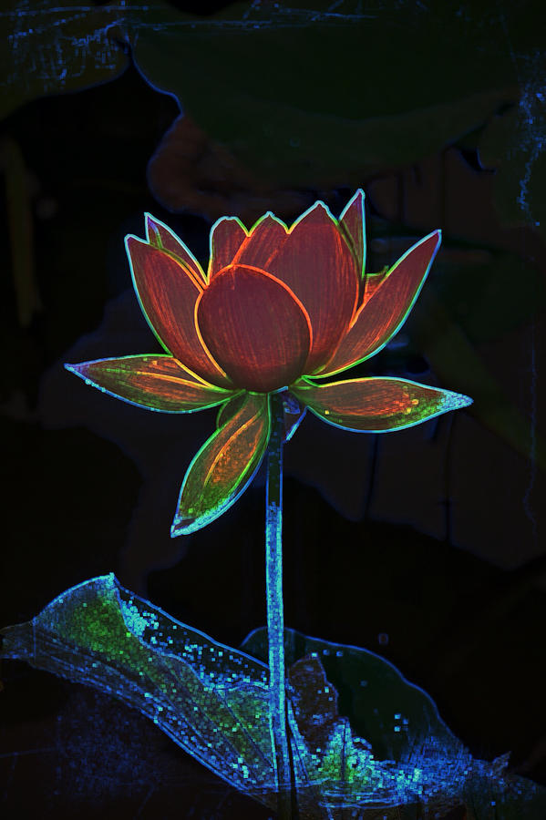 Neon lotus  Photograph by Gini Moore