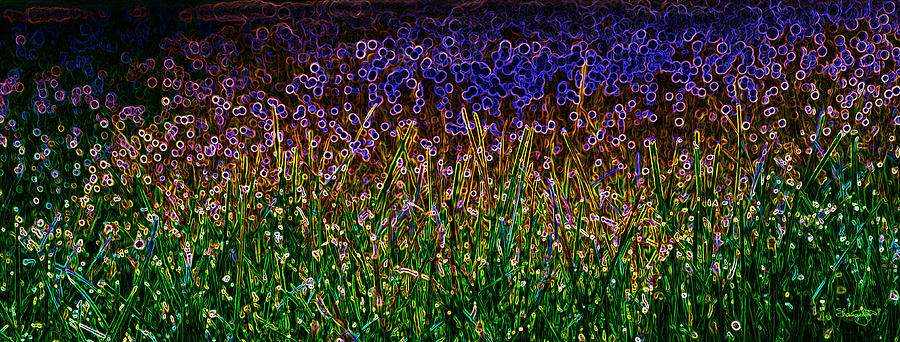 Neon Meadow Photograph by Shanna Hyatt