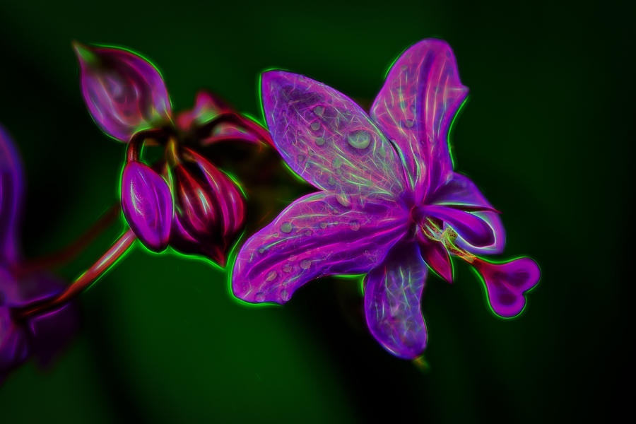 Neon Orchid Photograph by Charlie Choc - Fine Art America