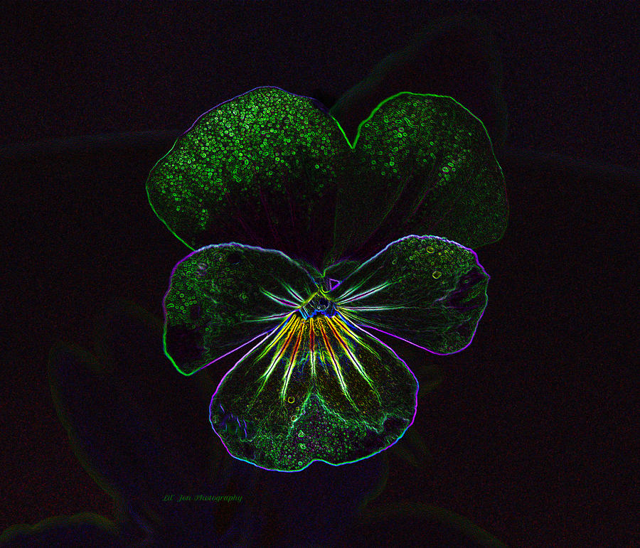 Neon Pansy Photograph by Jeanette C Landstrom