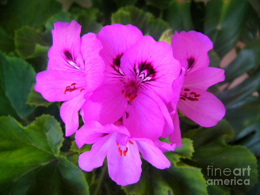 Neon Pink Geranium 2 Photograph By Sofia Goldberg Fine Art America 