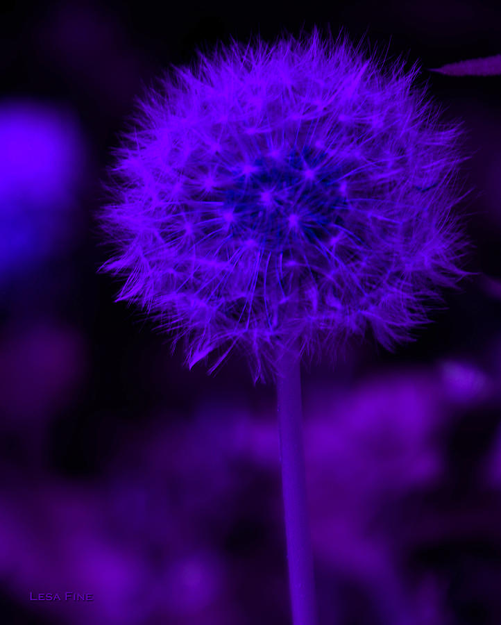 Neon Purple Dandolion Photograph by Lesa Fine