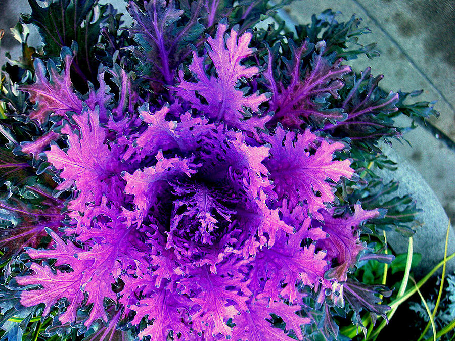 Plant Photograph - Neon Purple by Maro Kentros