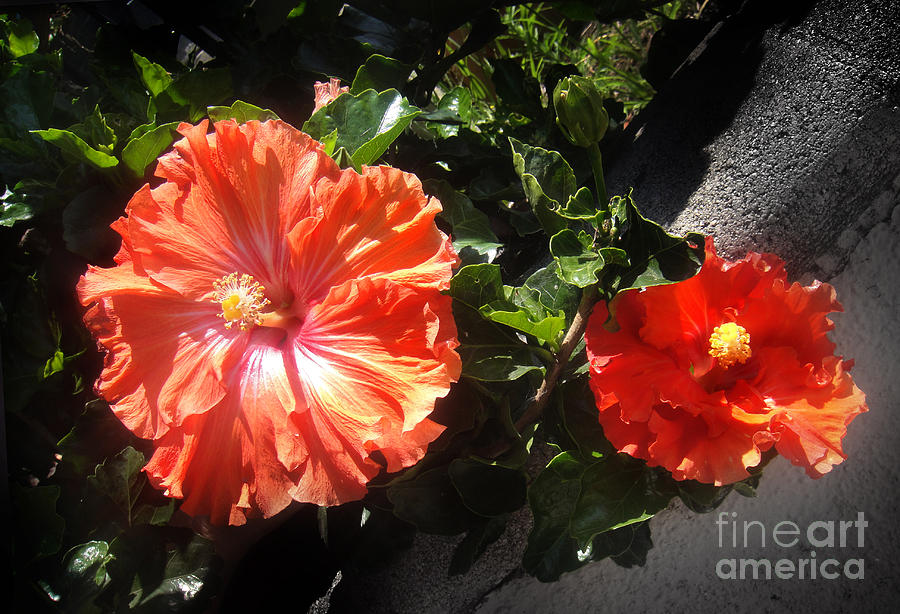 Flower Photograph - Neon-red hibiscus flowers 6-17 by Sofia Goldberg