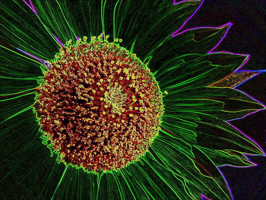 Neon Sunflower Photograph by Larry and Charlotte Bacon