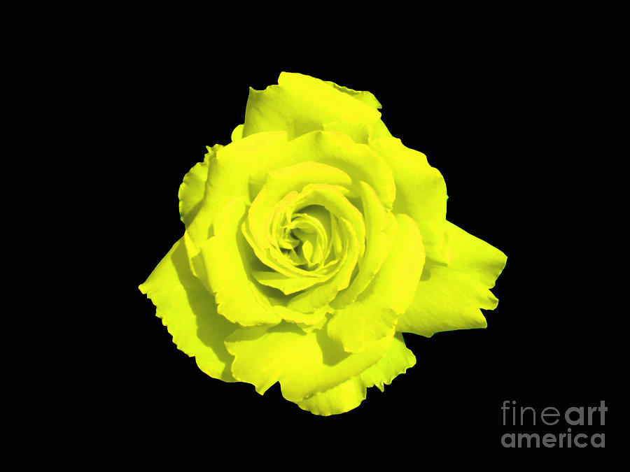 Neon Yellow Rose Photograph