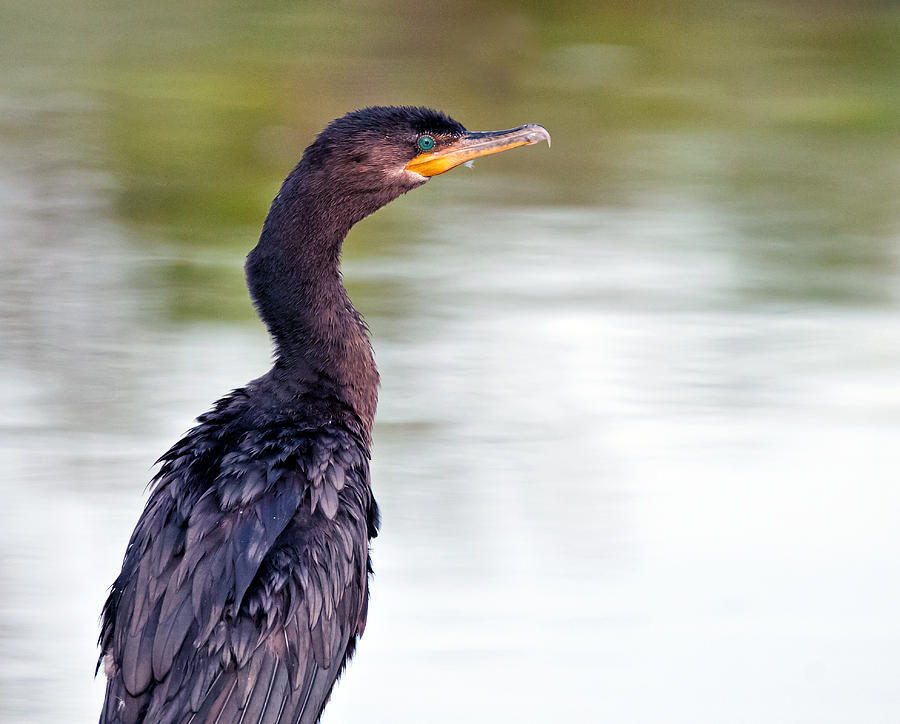 Neotripic Cormorant Photograph by Tam Ryan