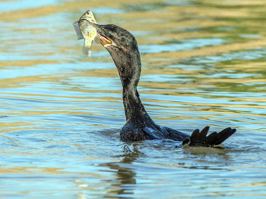 Double-crested Cormorant 0166-111017-1 Photograph by Tam Ryan