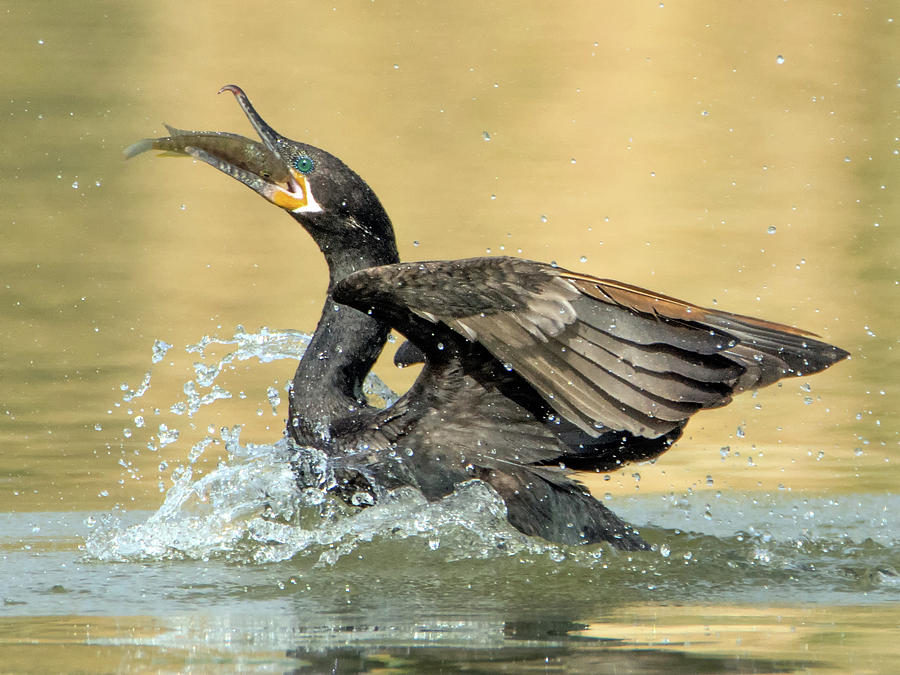 Double-crested Cormorant 0997-111217-1cr Photograph by Tam Ryan