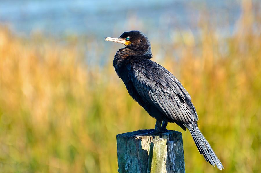 neotropic Cormorant on post Photograph by Royal Tyler - Fine Art America