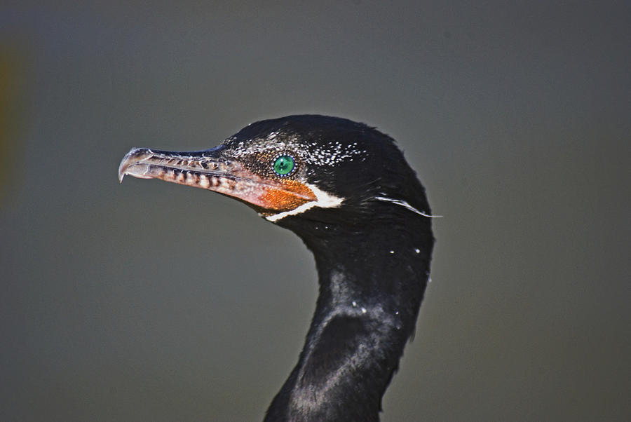 Neotropic Cormorant Photograph