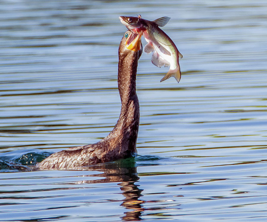 Neotropic Cormorant with Fish Photograph by Tam Ryan