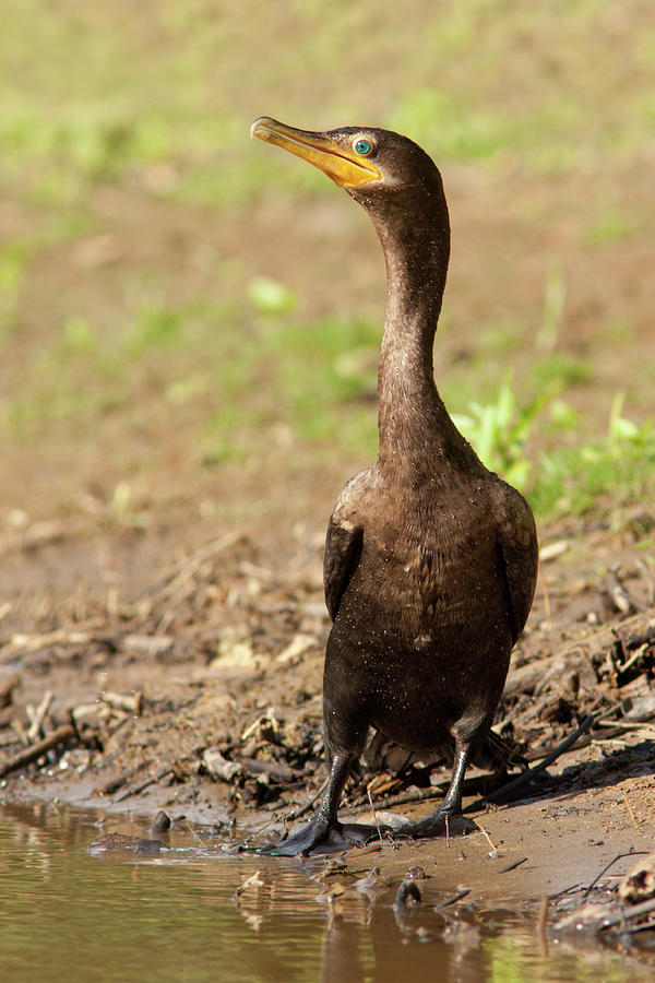 Neotropical Cormorant Photograph