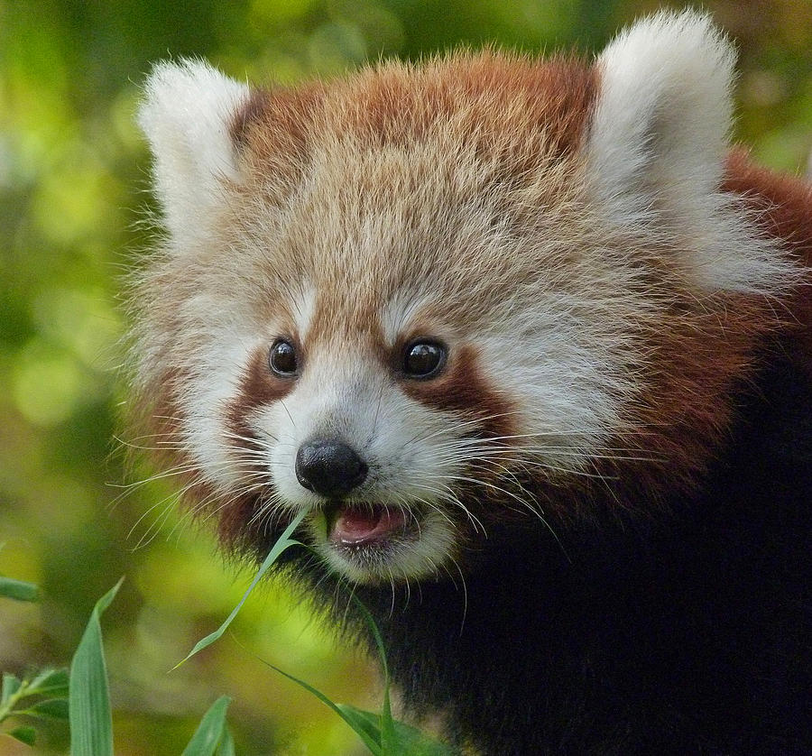 Wildlife Photograph - Nepalese Red Panda Junior by Margaret Saheed