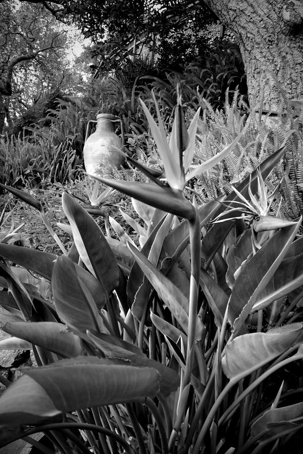 Nepenthe Bird Of Paradise B and W Photograph by Joyce Dickens