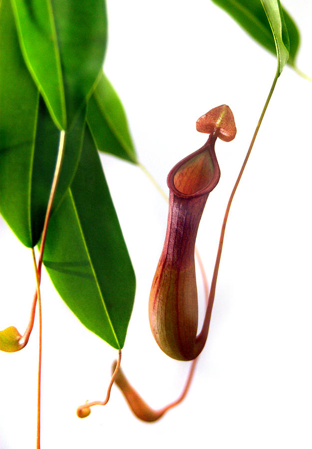 Nepenthes Pitcher Plant Photograph by Nathan Abbott