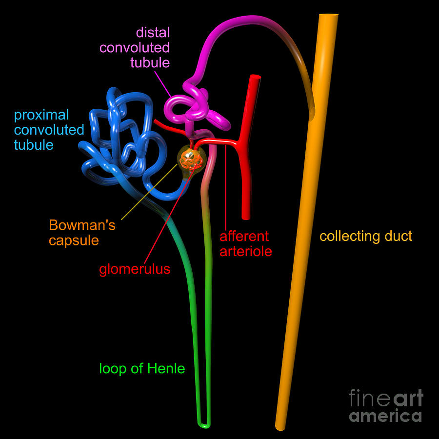 Nephron Black with coloured labels Digital Art by Russell Kightley
