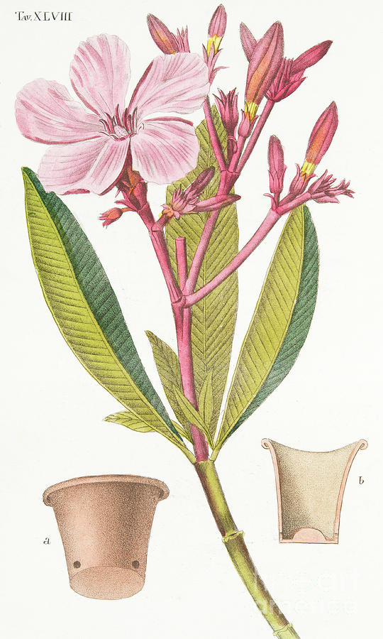 Still Life Drawing - Nerium Oleander el Bubro by Antonio Piccioli