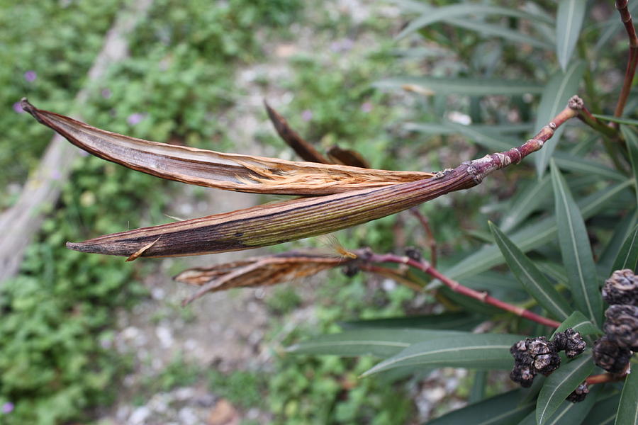 Nerium Oleander fruit and seeds Photograph by Yvonne Ayoub