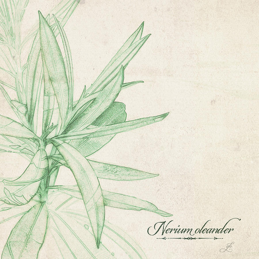 Summer Digital Art - Nerium oleander by Gina Harrison