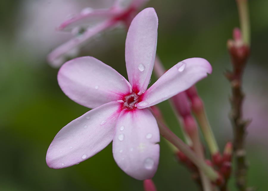 Nerium Oleander, Sri Lanka Photograph by Ivan Batinic