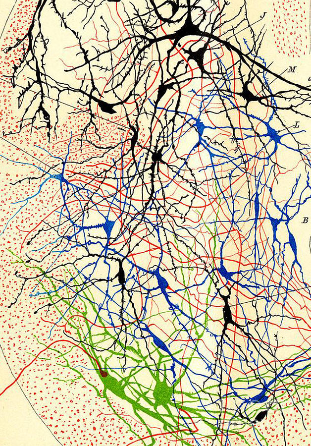 History Photograph - Nerve Cells Santiago Ramon y Cajal by Science Source