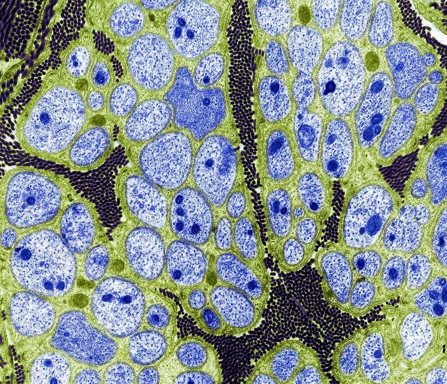 Schwann Cell Photograph - Nerve Fibres, Tem by Steve Gschmeissner