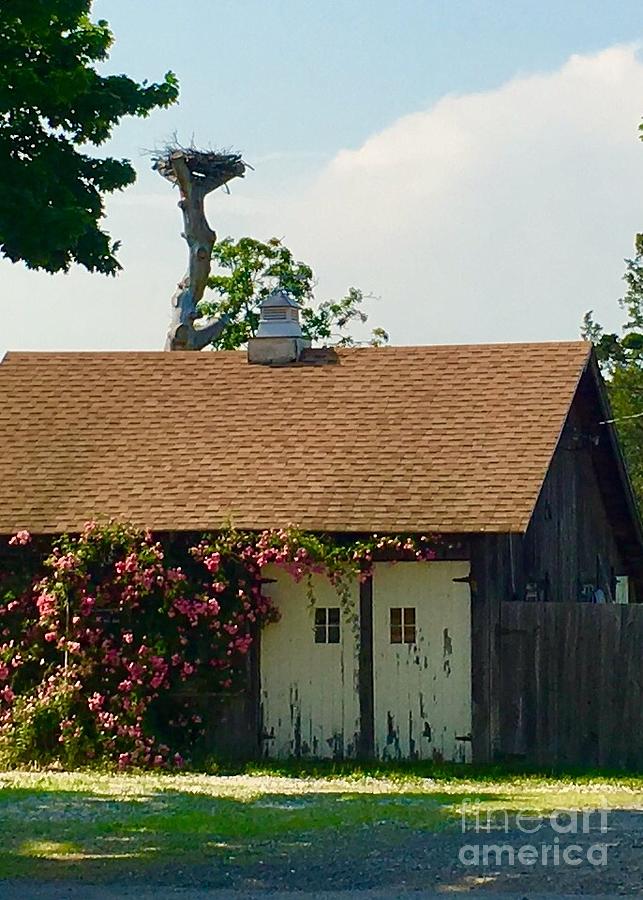 Nest above the Barn by Cheryl Abbiati Nest above the Barn by Cheryl Abbiati