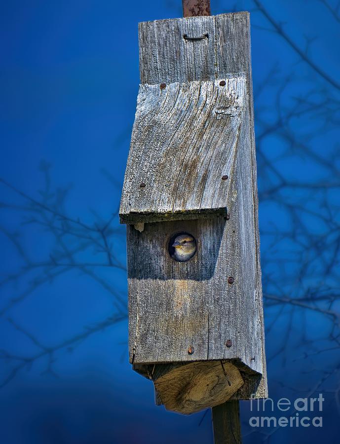 Nest Box In The Spring Photograph by Henry Kowalski