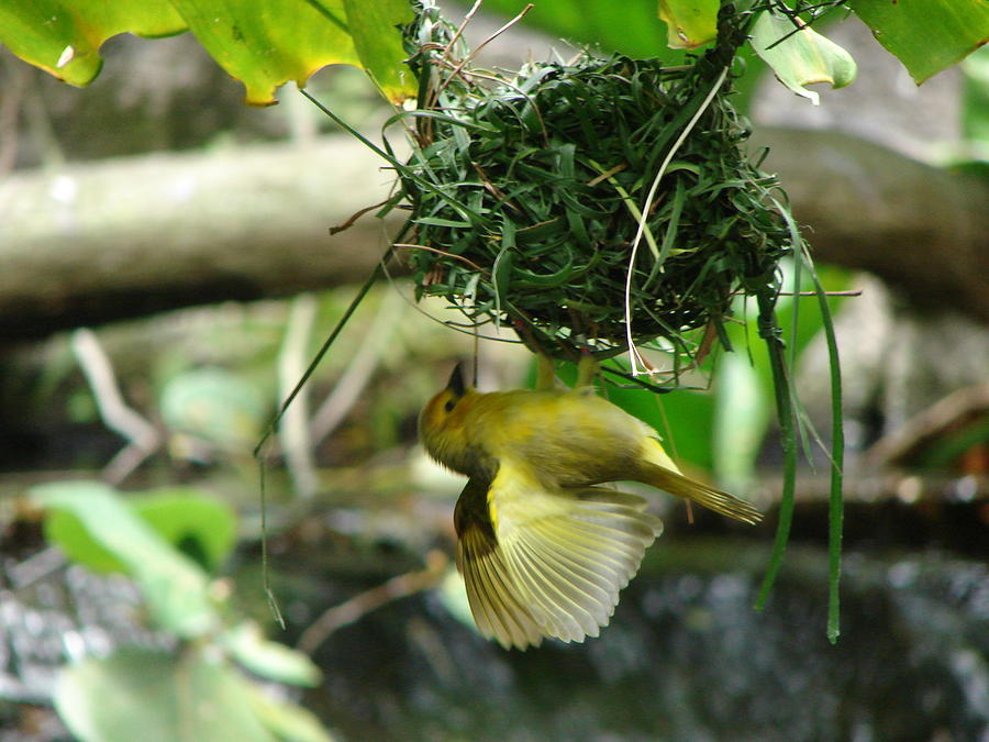 Nest Builder Photograph by Reel Shots - Fine Art America