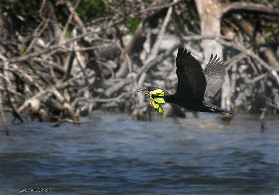 Double Crested Cormorant Photograph - Nest building flaps up by Joseph G Holland
