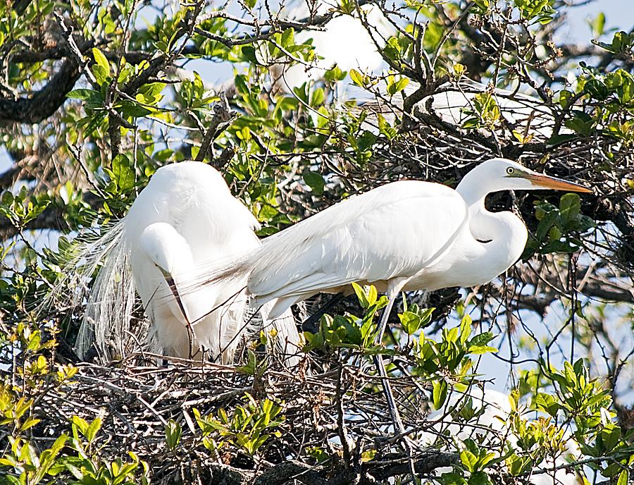 Egret Photograph - Nest Building by Kenneth Albin