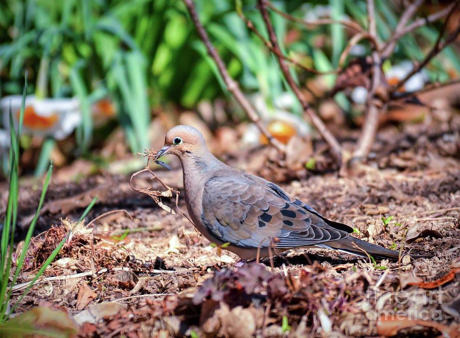 Nest Building Mourning Dove Photograph by Kerri Farley of New River Nature