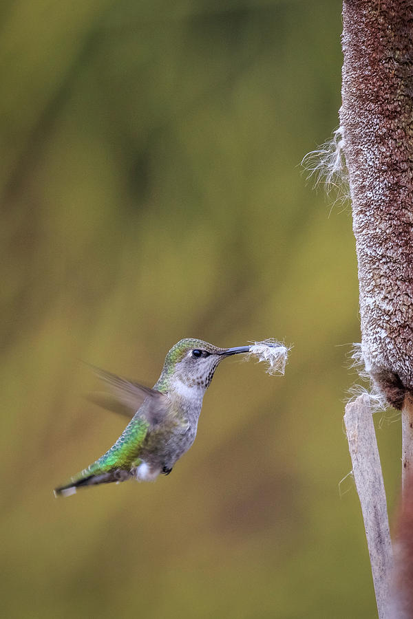 Nest Building by Windy Corduroy Nest Building by Windy Corduroy