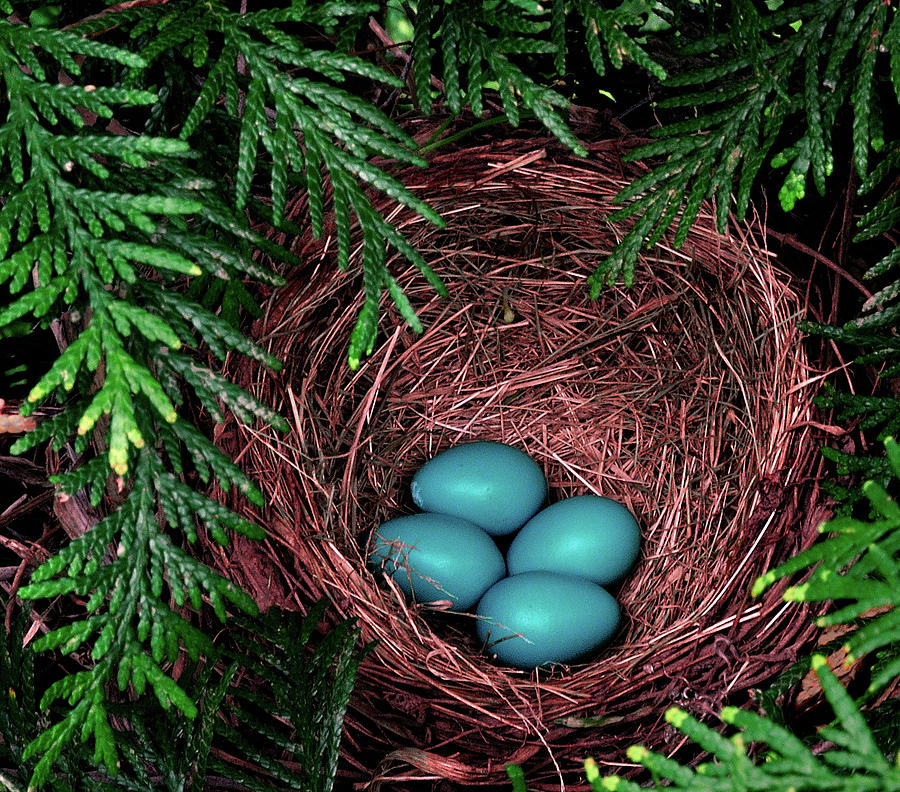 Nest Eggs Photograph by Mark Fuller