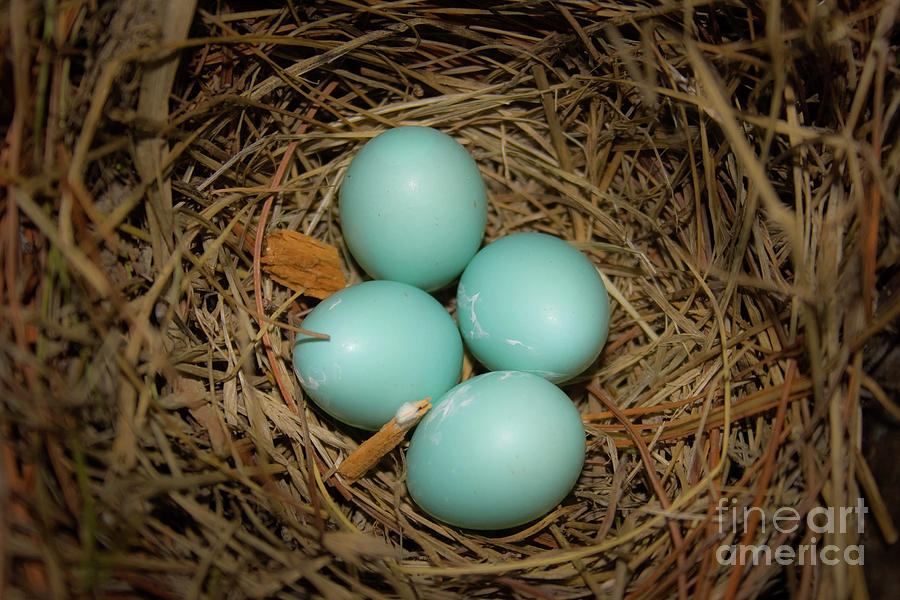 Nest Eggs Photograph by Reva Dow