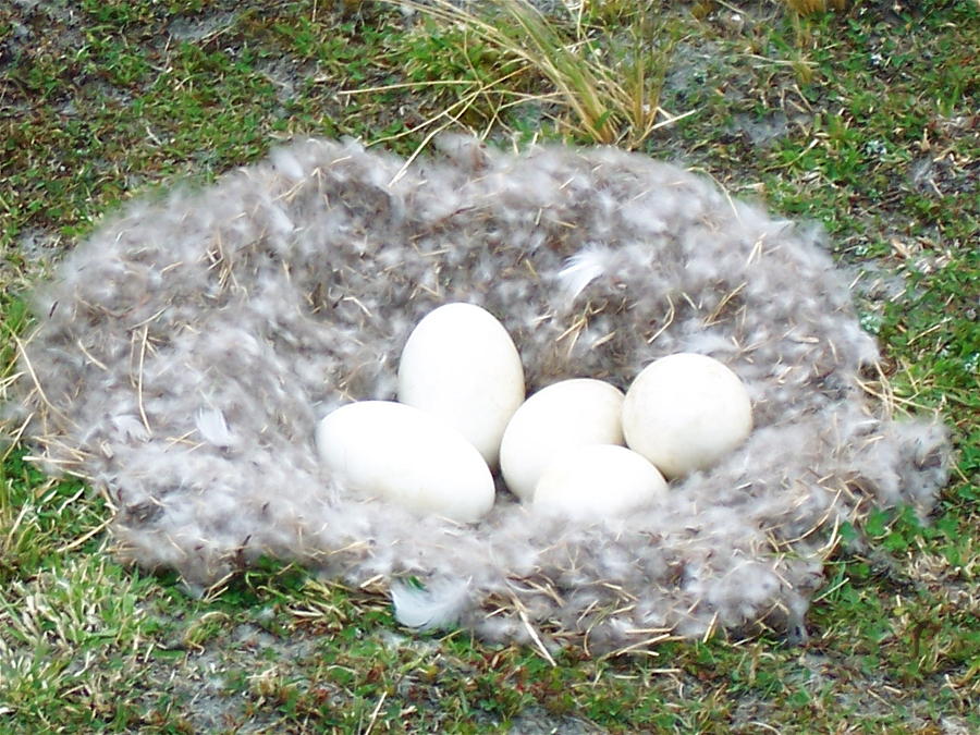 Egg Photograph - Nest Eggs by Rose Cowperthwaite