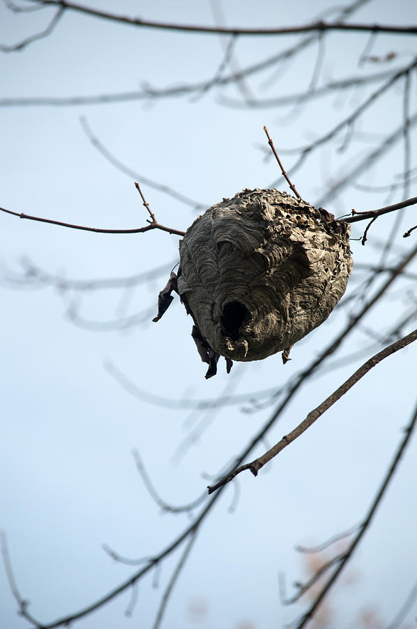 Nest In A Tree Photograph