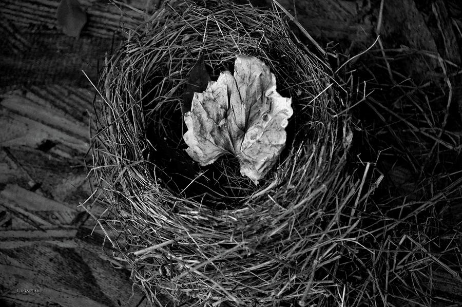 Nest in Time Black and White Photograph by Lesa Fine