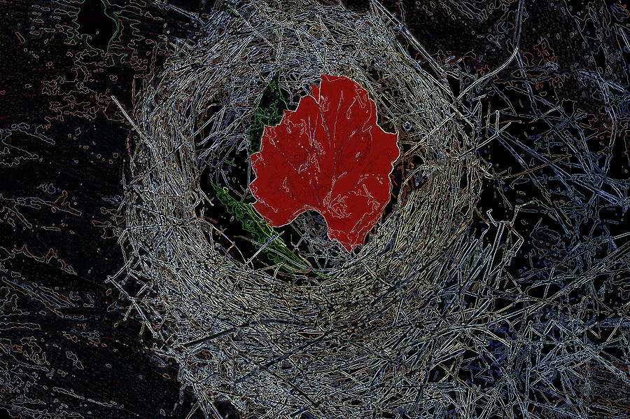  Nest in Time Photograph by Lesa Fine