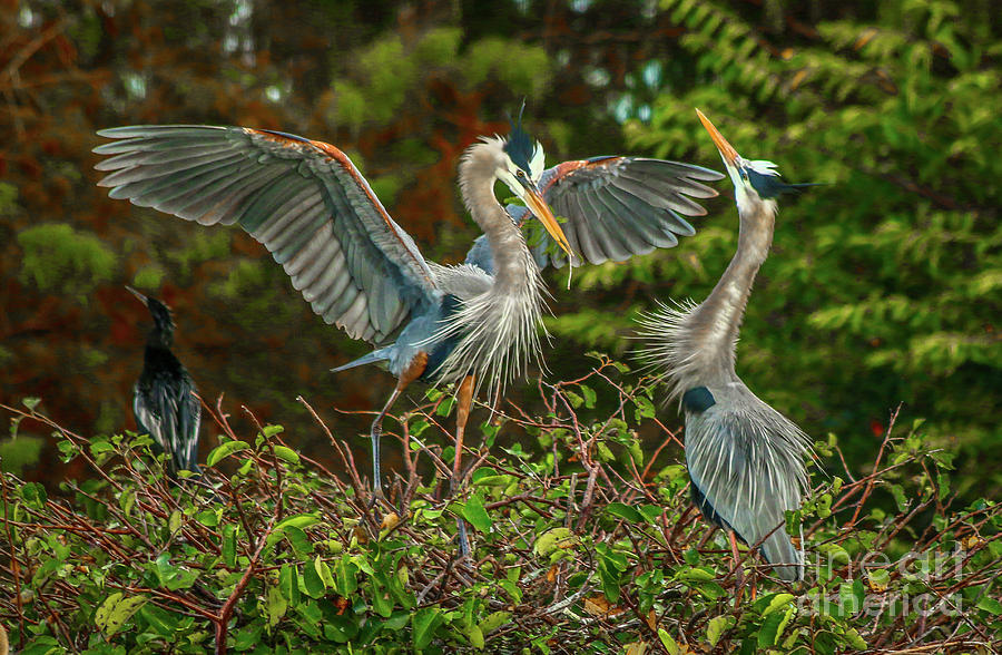 Nest Landing Photograph by Tom Claud