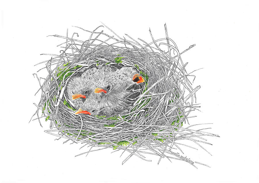 Nest little dunnocks Drawing by Hanneke Messelink-Anders - Fine Art America