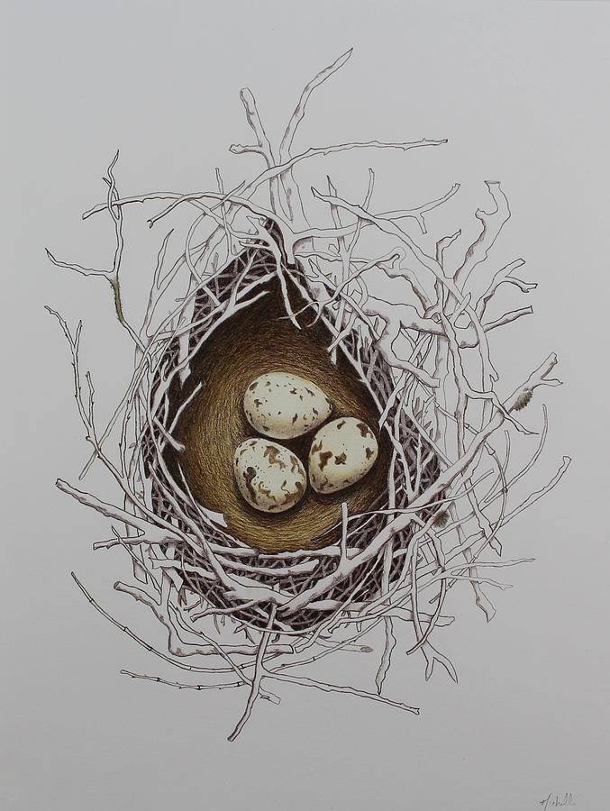 bird nest pencil drawing